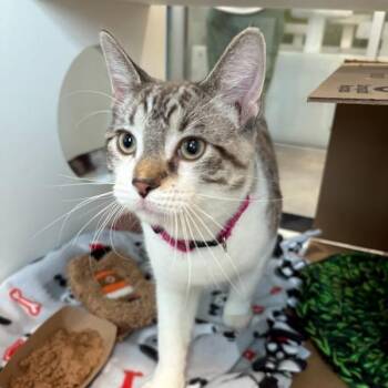 Finch -  Domestic Short Hair Cat for Adoption in Des Moines, Iowa - Finch | PetCurious
