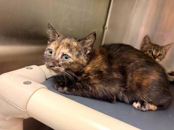 MAISY -  Domestic Short Hair Cat for Adoption in Rancho Cucamonga, California - MAISY | PetCurious