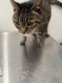 Puma -  Domestic Medium Hair and Domestic Short Hair Cat for Adoption in West Chester, Pennsylvania - Puma | PetCurious