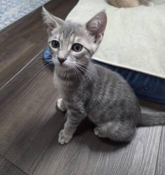 Gael -  Domestic Short Hair Cat for Adoption in Schertz, Texas - Gael | PetCurious