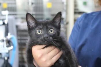 Domestic Short Hair Cats Available for Adoption in Brunswick, Georgia - Charlotte | PetCurious