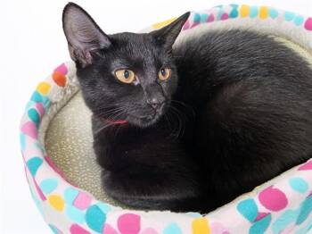 LUNA -  Domestic Short Hair Cat for Adoption in Fort Lauderdale, Florida - LUNA | PetCurious