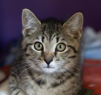 Outlook -  Domestic Short Hair Cat for Adoption in Pontiac, Michigan - Outlook | PetCurious