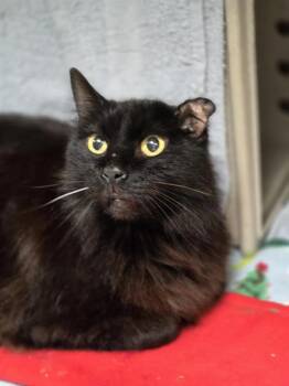 Domestic Medium Hair Cats Available for Adoption in Kent, Washington - JORDAN | PetCurious