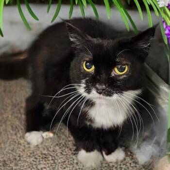 DOROTHY -  Domestic Short Hair Cat for Adoption - DOROTHY | PetCurious