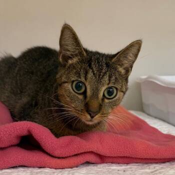 Clover -  Domestic Short Hair Cat for Adoption in Zanesville, Ohio - Clover | PetCurious