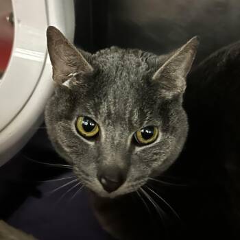 Domestic Short Hair Cats Available for Adoption - Gray | PetCurious