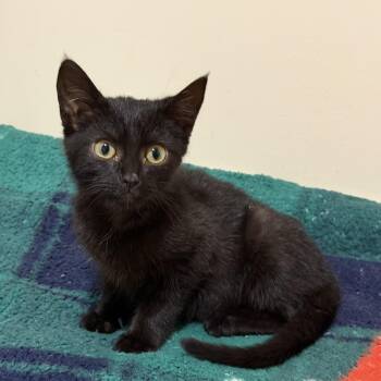 Domestic Short Hair Cats Available for Adoption in Bentonville, Arkansas - Sage | PetCurious