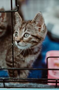 Razzie -  Domestic Short Hair Cat for Adoption in Le Mars, Iowa - Razzie | PetCurious