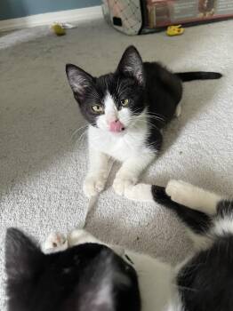 Tahoe -  Domestic Short Hair Cat for Adoption in Portland, Oregon - Tahoe | PetCurious