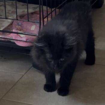 Domestic Long Hair Cats Available for Adoption in Opelika, Alabama - Potato | PetCurious