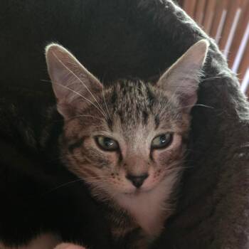 Jaran -  Domestic Short Hair Cat for Adoption in Bedford, New Hampshire - Jaran | PetCurious