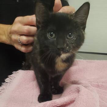 Peanut Butter Pie -  Domestic Short Hair Cat for Adoption - Peanut Butter Pie | PetCurious