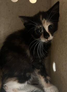 Chiste -  Domestic Short Hair Cat for Adoption in Raleigh, North Carolina - Chiste | PetCurious