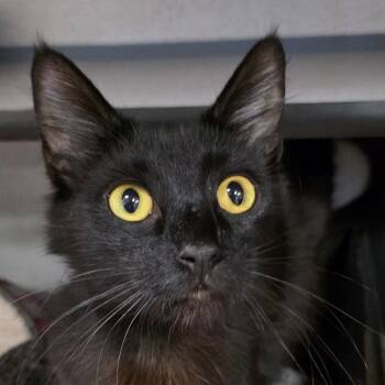 Mini -  Domestic Short Hair Cat for Adoption in Goleta, California - Mini | PetCurious