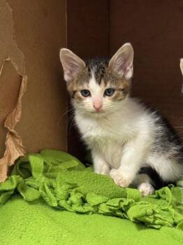 Shania Twain -  Domestic Short Hair Cat for Adoption in Columbia, Tennessee - Shania Twain | PetCurious