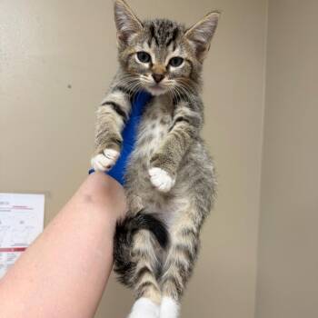 Rupee -  Domestic Short Hair Cat for Adoption in Birmingham, Alabama - Rupee | PetCurious