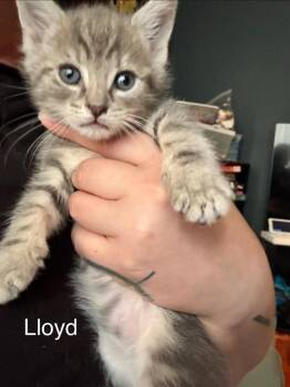 Lloyd -  Domestic Short Hair Cat for Adoption in Johnson City, Tennessee - Lloyd | PetCurious
