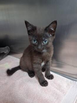 Ram -  Domestic Short Hair Cat for Adoption in Westfield, Wisconsin - Ram | PetCurious
