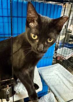 Sabrina -  Domestic Short Hair Cat for Adoption in Centerville, Georgia - Sabrina | PetCurious