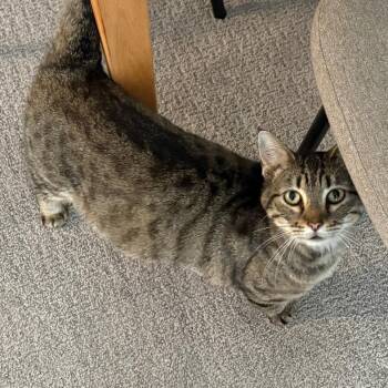 Stella -  Domestic Short Hair Cat Available for Adoption - Stella | PetCurious