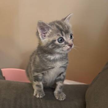 Zeki -  Domestic Short Hair Cat for Adoption in Harrisonburg, Virginia - Zeki | PetCurious