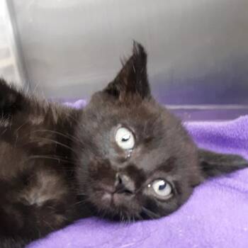 Barnaby -  Domestic Medium Hair Cat for Adoption in Spokane, Washington - Barnaby | PetCurious