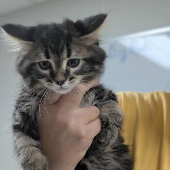 Fred -  Domestic Long Hair Cat for Adoption in Canton, Illinois - Fred | PetCurious