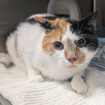 Zooli -  Domestic Short Hair Cat for Adoption in West Olive, Michigan - Zooli | PetCurious