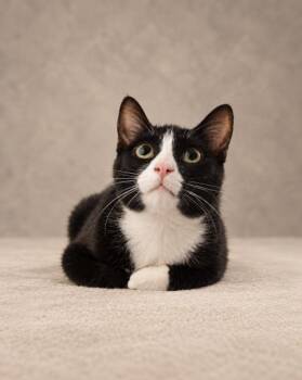 Valencia -  Tuxedo Cat for Adoption in Miami, Florida - Valencia | PetCurious