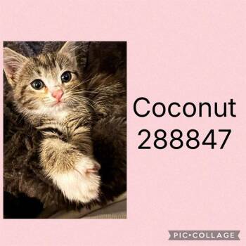 COCONUT -  Domestic Short Hair Cat for Adoption in Macon, Georgia - COCONUT | PetCurious