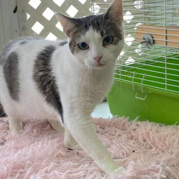Rescue Domestic Short Hair Cats for Adoption - Rosalie | PetCurious