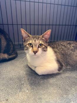 Domestic Short Hair Cats Available for Adoption in Valley Park, Oklahoma - Siruis | PetCurious