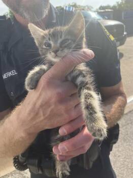 MERKAL -  Domestic Short Hair Cat for Adoption in Dallas, Texas - MERKAL | PetCurious