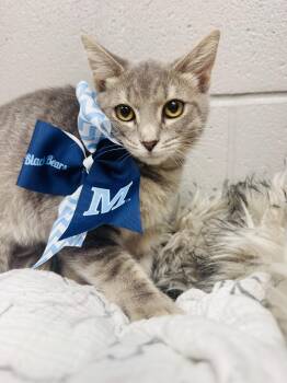 Snuggly Smokey -  Tabby and Domestic Short Hair Cat for Adoption in Burlington, North Carolina - Snuggly Smokey | PetCurious