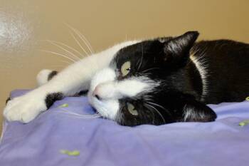 Rescue Domestic Short Hair Cats for Adoption in Brazil, Indiana - LEGO | PetCurious