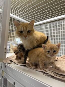 Goldfish -  Domestic Medium Hair Cat for Adoption in San Luis Obispo, California - Goldfish | PetCurious