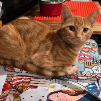 Mango -  Domestic Short Hair Cat for Adoption in Greenwood, Indiana - Mango | PetCurious