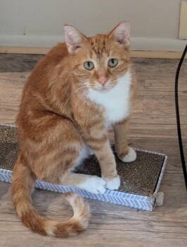 Salmon -  Tabby Cat for Adoption in Midland, Michigan - Salmon | PetCurious