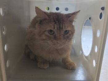 Domestic Short Hair Cats Available for Adoption in Kent, Washington - BARN CAT SEAN | PetCurious