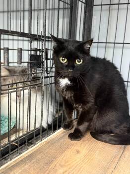 Spooks -  Domestic Short Hair Cat for Adoption in Algona, Iowa - Spooks | PetCurious