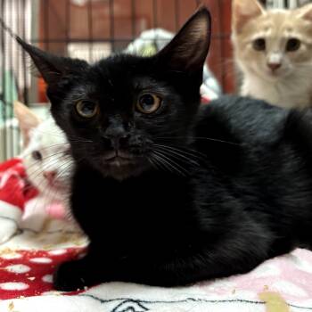 Rescue Domestic Short Hair Cats for Adoption in Morgan Hill, California - Cape | PetCurious