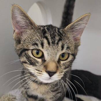 Booker -  Domestic Short Hair Cat for Adoption in Cumming, Georgia - Booker | PetCurious