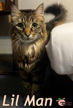 Rescue Maine Coon and Domestic Long Hair Cats for Adoption in Douglasville, Georgia - Lil Man | PetCurious