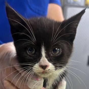 Twizzler -  Domestic Short Hair Cat for Adoption in Newark, New Jersey - Twizzler | PetCurious