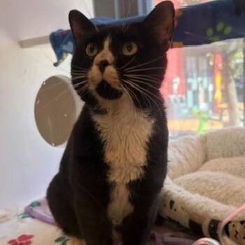 Panda Bear -  Domestic Short Hair Cat for Adoption in Salt Lake City, Utah - Panda Bear | PetCurious