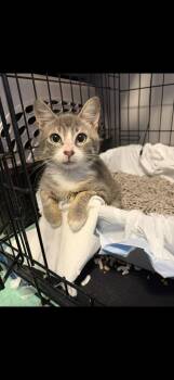 Finn -  American Shorthair Cat for Adoption - Finn | PetCurious