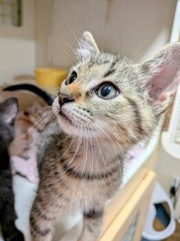 Puttu -  Domestic Short Hair Cat for Adoption in North Richland Hills, Texas - Puttu | PetCurious