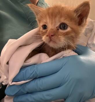 GEORGE SANDERSON -  Domestic Long Hair Cat for Adoption in Riverside, California - GEORGE SANDERSON | PetCurious