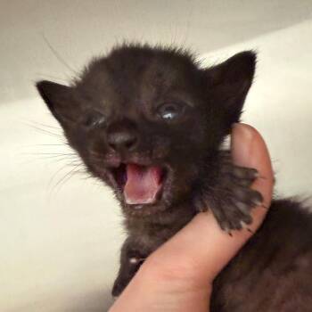 Domestic Short Hair Cats Available for Adoption in Marshall, Texas - Lizard | PetCurious